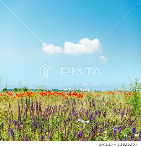 wild flowers on meadow and cloud in blue sky 23926207
