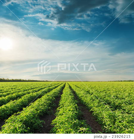 blue sky on sunset and field with green tomatoes 23926215