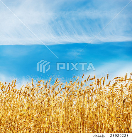 golden harvest on field and clouds in blue sky 23926223