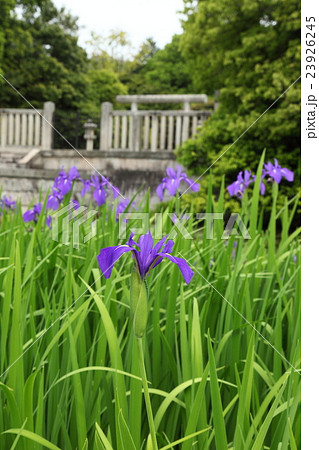 磐之媛命陵のカキツバタ 磐之媛命陵のカキツバタ 23926245