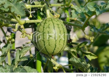 小玉スイカの家庭菜園 小玉スイカの家庭菜園 23926290