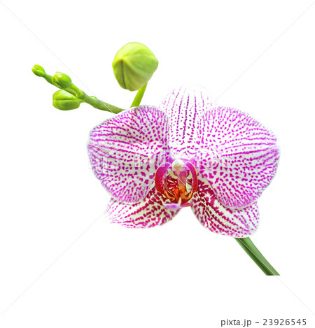 Pink orchid flower isolated on a white background Pink orchid flower isolated on a white background 23926545