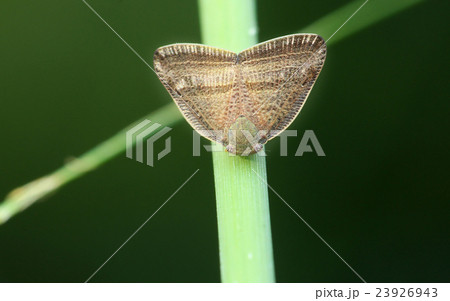生物 クリーチャー 生き物 23926943