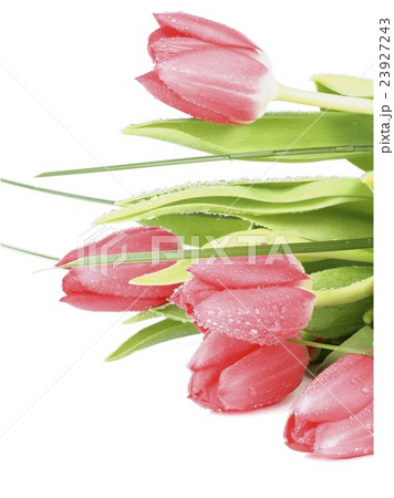 Spring Tulips 23927243