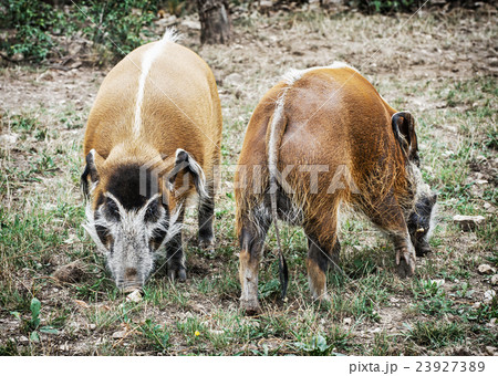 Pair of Red river hog - Potamochoerus porcus 23927389