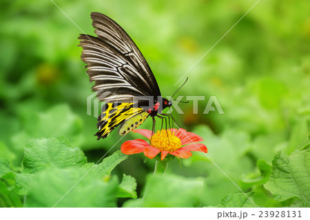 Butterfly on orange flower 23928131