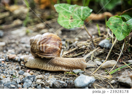 Detail of beautiful snail or slug in outdoors 23928178