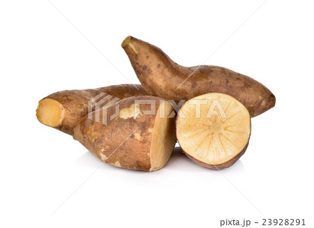 yacon or smallanthus sonchifolius on white yacon or smallanthus sonchifolius on white 23928291