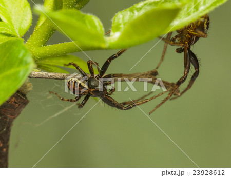 Two spiders battle Two spiders battle 23928612