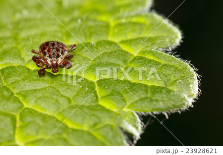 Tick on leaf 23928621