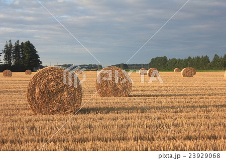 牧草ロール 牧草ロール 23929068