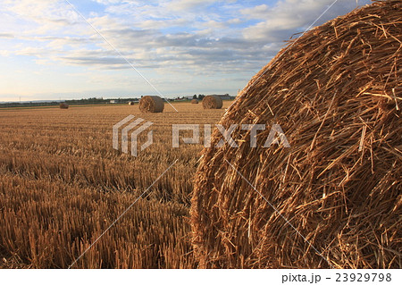 牧草ロール 23929798