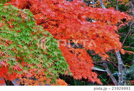二色のモミジ 23929991