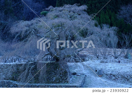 雪の又兵衛桜(奈良県宇陀市) 雪の又兵衛桜(奈良県宇陀市) 23930922