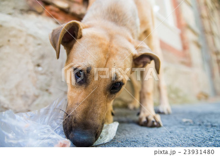 Stray dog eats junk 23931480