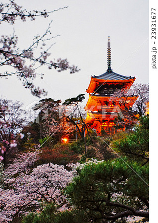横浜市　三渓園　外苑・旧燈明寺三重塔　（重要文化財）　桜　神奈川県 23931677