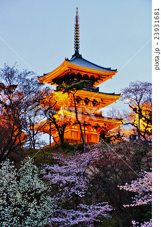 横浜市　三渓園　外苑・旧燈明寺三重塔　（重要文化財）　桜　神奈川県 23931681