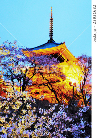 横浜市　三渓園　外苑・旧燈明寺三重塔　（重要文化財）　桜　神奈川県 23931682
