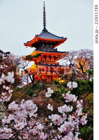 横浜市　三渓園　外苑・旧燈明寺三重塔　（重要文化財）　桜　神奈川県 23931789