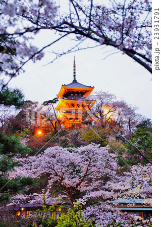 横浜市 三渓園 外苑・旧燈明寺三重塔 (重要文化財) 桜 神奈川県 横浜市 三渓園 外苑・旧燈明寺三重塔 (重要文化財) 桜 神奈川県 23931791