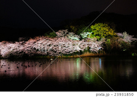 横浜市　三渓園　外苑・大池　夜桜　神奈川県 23931850