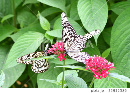 花の蜜を吸うオオゴマダラ 23932586