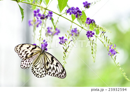 タイワンレンギョウの花の蜜を吸うオオゴマダラ タイワンレンギョウの花の蜜を吸うオオゴマダラ 23932594