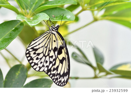 オオゴマダラ オオゴマダラ 23932599