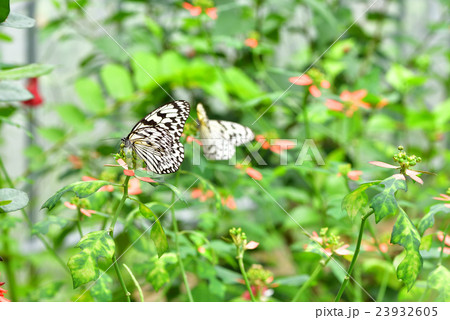 オオゴマダラ 23932605
