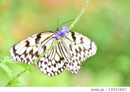 オオゴマダラ オオゴマダラ 23932607
