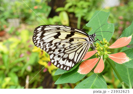 オオゴマダラ 23932625