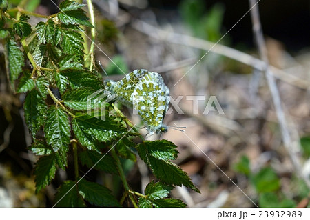 クモマツマキチョウ　交尾 23932989