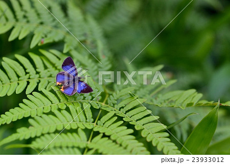 キマダラルリツバメ　雄の開翅 23933012