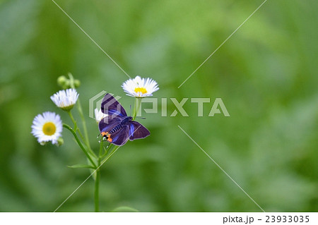 キマダラルツバメ 雄 ヒメジョオンで吸蜜 キマダラルツバメ 雄 ヒメジョオンで吸蜜 23933035