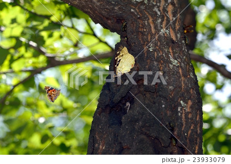 オオムラサキとアカタテハ オオムラサキとアカタテハ 23933079