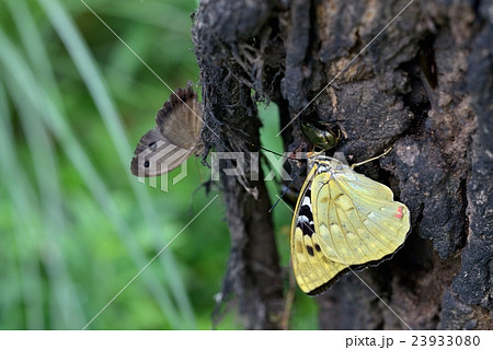 樹液に集まるオオムラサキ 新鮮な雌 樹液に集まるオオムラサキ 新鮮な雌 23933080