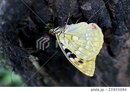 樹液に集まるオオムラサキ　新鮮な雌 23933084