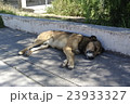 犬のお昼寝 23933327