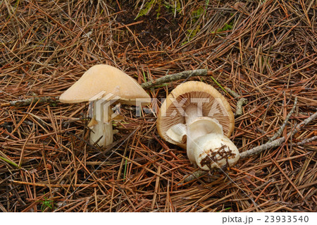 ショウゲンジ_20150724 23933540