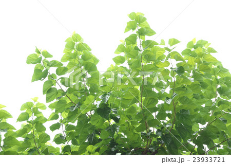 桑の木 23933721