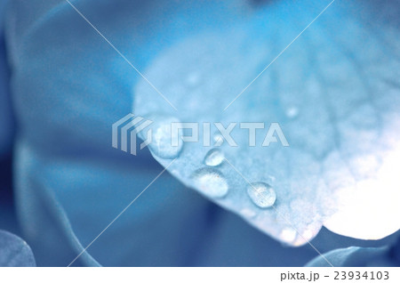 紫陽花と水滴 紫陽花と水滴 23934103