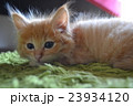子ねこシリーズ⑥ 23934120
