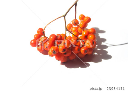 Rowan berries on a twig with shadow white Rowan berries on a twig with shadow white 23934151