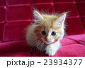家具と子ねこシリーズ⑥ 23934377
