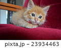 家具と子ねこシリーズ⑧ 23934463