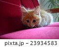 家具と子ねこシリーズ⑫ 23934583