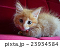 家具と子ねこシリーズ⑬ 23934584