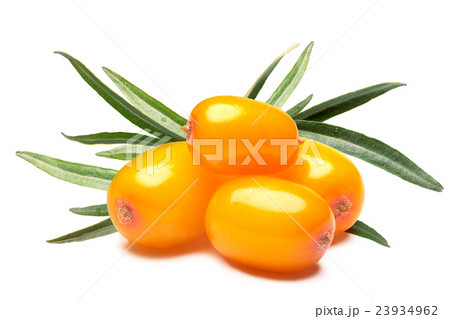 Four sea buckthorn berries, clipping paths 23934962