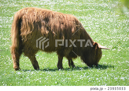 highland cow in a field in Scotland 23935033