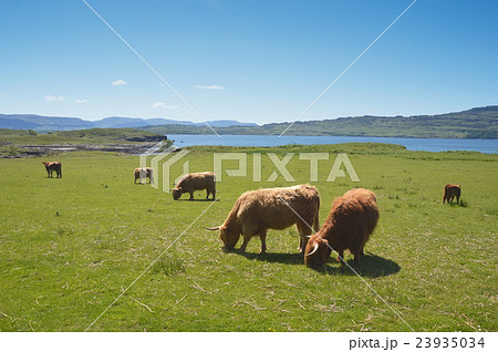 group of highland cow in a field in Scotland 23935034